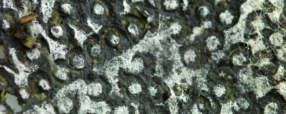 closeup of a surface invaded by mold, with an uneven round texture