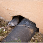 mice walking through a hole in the side of a building