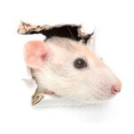 A light-colored rat peeks its head through a hole torn in white paper, looking to the right. The background and paper are white, highlighting the rat’s face and curious expression.