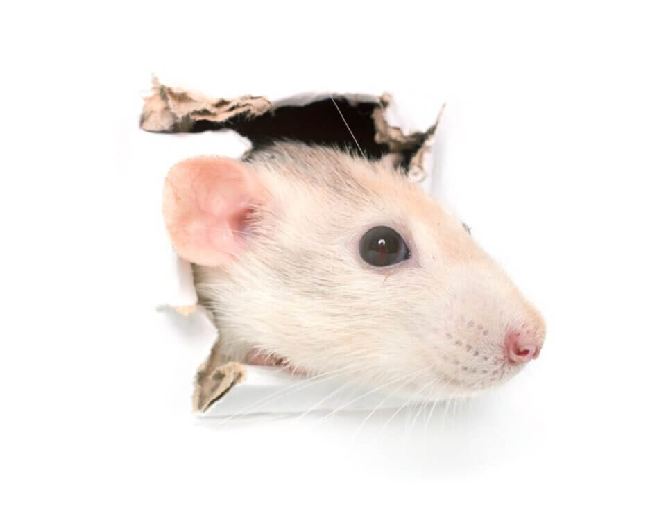 A light-colored rat peeks its head through a hole torn in white paper, looking to the right. The background and paper are white, highlighting the rat’s face and curious expression.